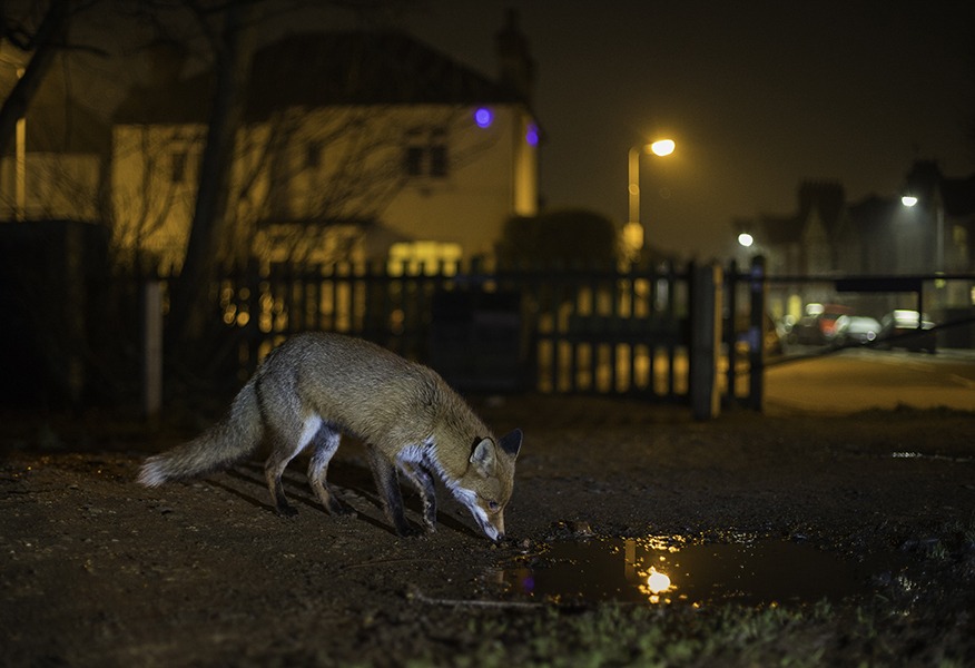 Tamlite importance of urban lighting wildlife image
